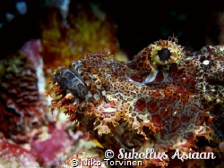 Scorpion fish in Sumilon, Philippines (edited) by Niko Torvinen 